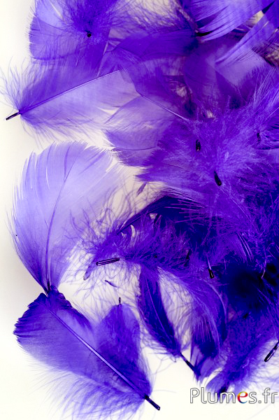 Oie - 4-6 cm - violet